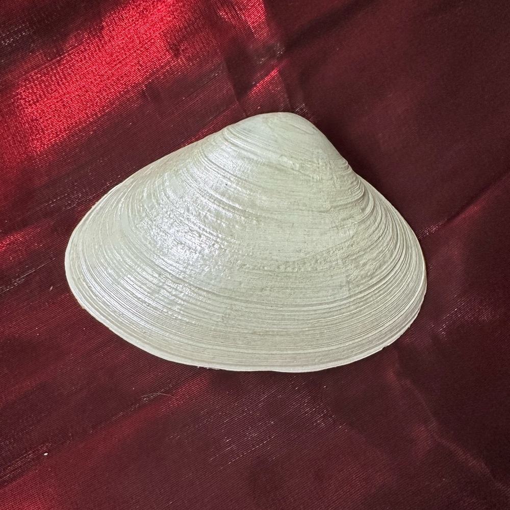 Home made Decorative Shell Dish - Picture 2 of 3